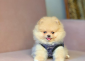 Safkan Pomeranian Mini Boo Yavrularımız